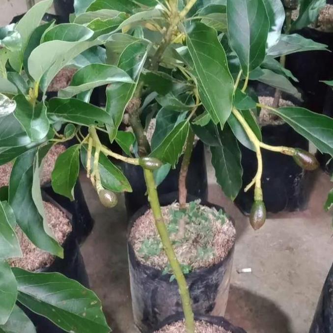 Tanaman Bibit Buah Alpukat Sudah Berbuah Dan Berbunga