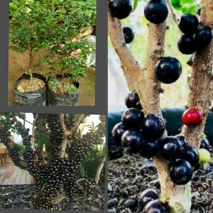 bibit pohon anggur brazil hitam