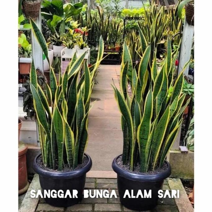 New | Tanaman Hias Sensivera / Lidah Mertua Rimbun + Pot Hitam