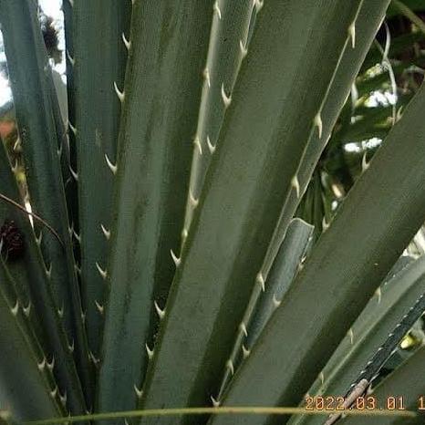 Daun pandan duri/pandan tikar.