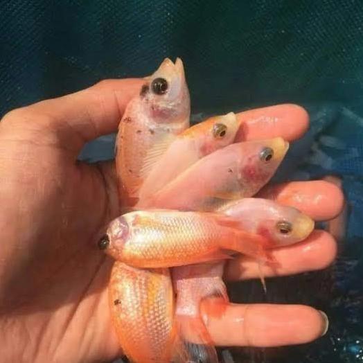 bibit nila bangkok monosex size jempol