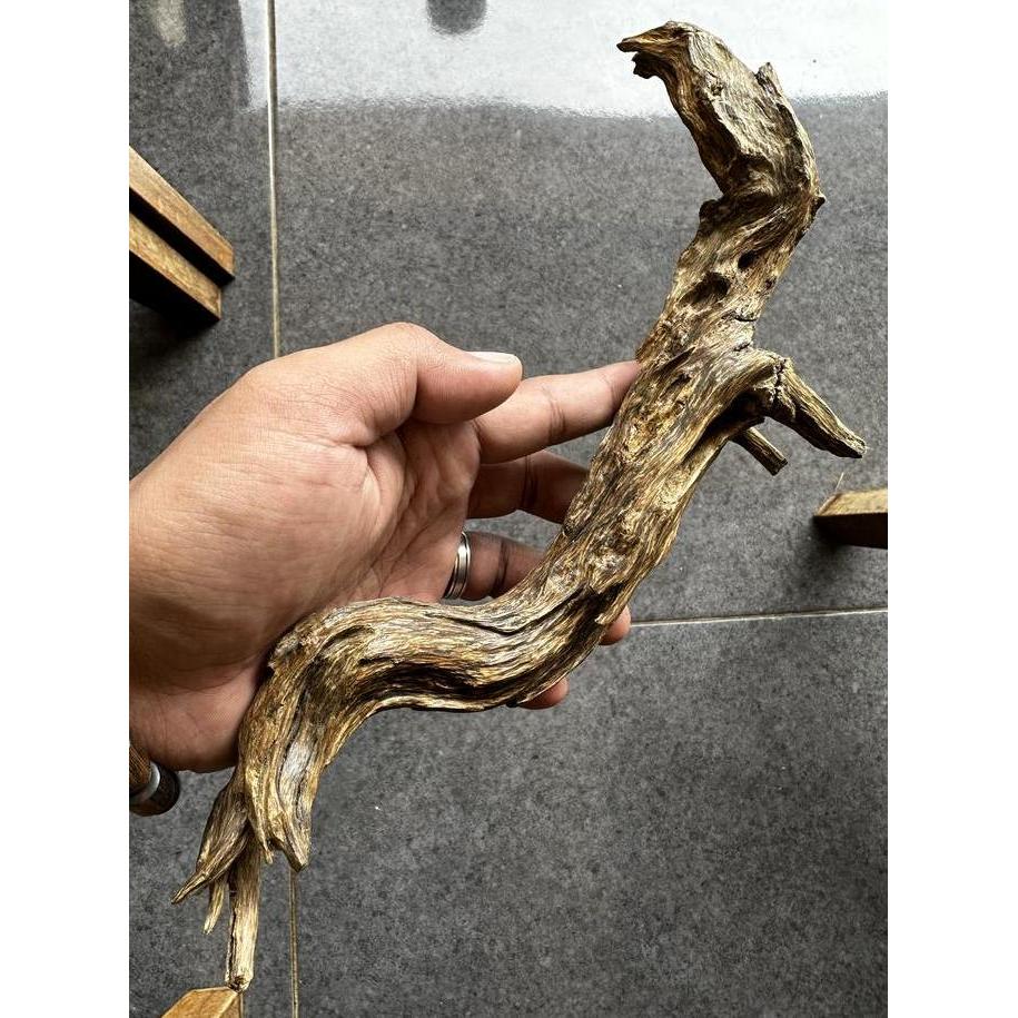 Dekorasi Kayu Gaharu Super King Original MalinauRareAgarwoodCollection