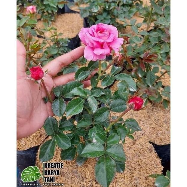 Tanaman hias bunga mawar - Tanaman hidup bunga mawar