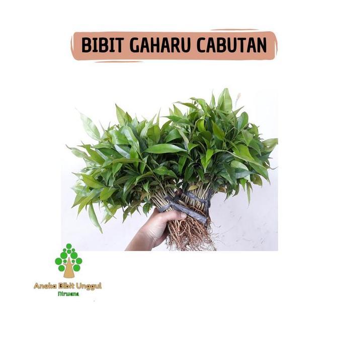 PAKET 50 BIBIT POHON GAHARU CABUTAN TANAMAN GAHARU