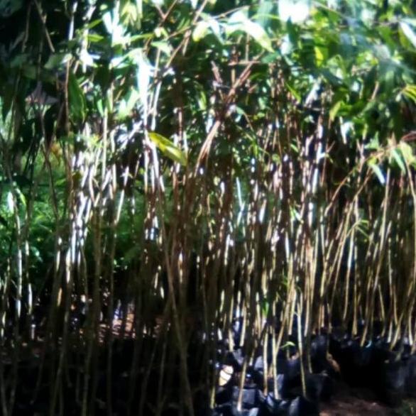 BIBIT KAYU GAHARU 120CM //POHON GAHARU // GAHARU