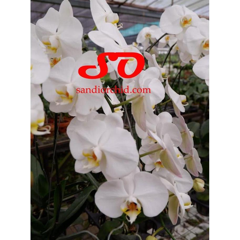 Lansungkirim- Anggrek Bulan Putih Lidah Kuning Pesona Elegan Untuk Rumah Anda