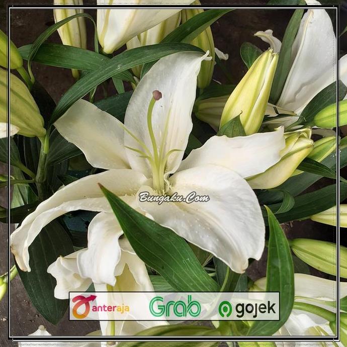Lansungkirim- Bunga Lili Putih White Lily Fresh Segar Asli 5 Tangkai