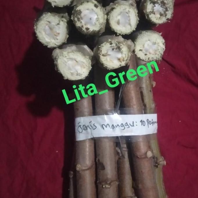 BIBIT POHON SINGKONG || JENIS MANGGU 10 batang