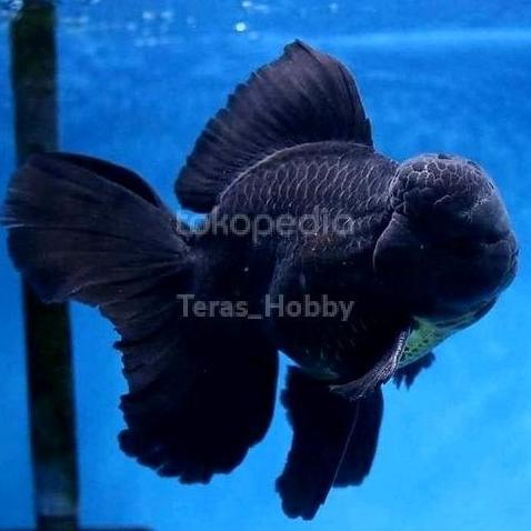 Koki Oranda Black Solid Jambul Berkualitas Size (M) HS