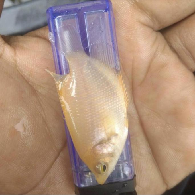 Gurame padang ukuran korek Gas