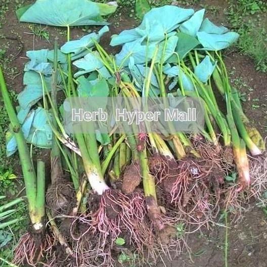 BIBIT TALAS KETAN BOGOR