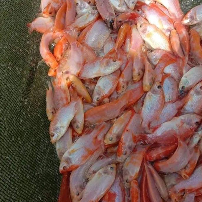 bibit nila merah bangkok super