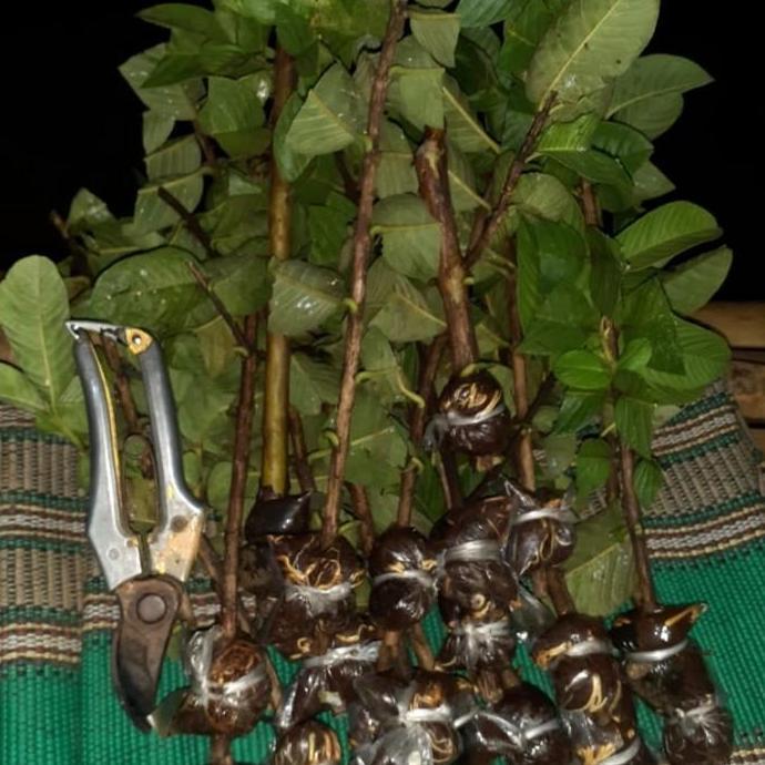 fresh cangkok jambu kristal merah