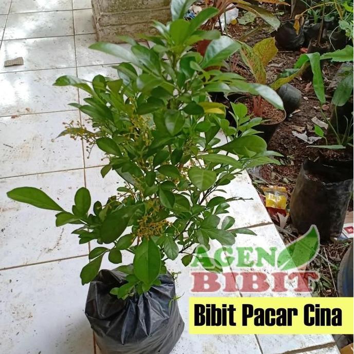 Bibit Pohon Culan - Tanaman Pacar Cina - Kemuning Cina