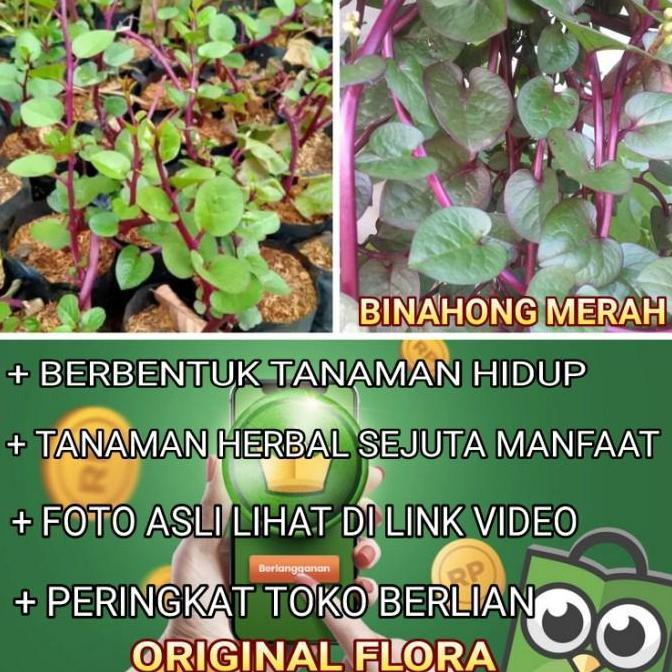 Tanaman Obat Gendola Merah Binahong Merah Daun Binahong Bibit Binahong
