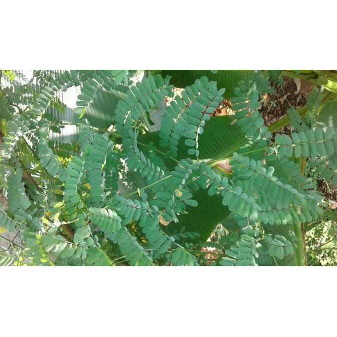 bibit daun saga/ pohon saga