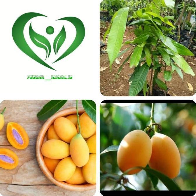 bibit tanaman gandaria pohon gandaria