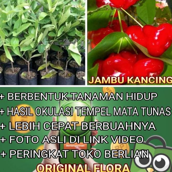 Bibit Jambu Air Kancing Tanaman Jambu Pohon Jambu Kancing