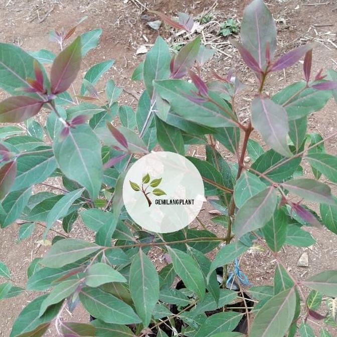 Bibit tanaman eucalyptus - Pohon kayu eucalyptus - Pohon rainbow