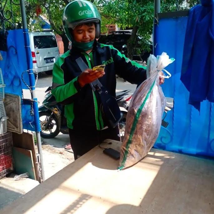 JANGKRIK ALAM / UKURAN KECIL / 1 KARUNG