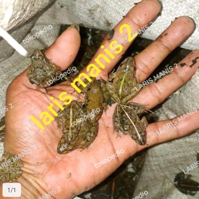 Fishboy- Kodok Sawah Pakan Ikan-Kodok Pakan Ikan Isi 50Ekor