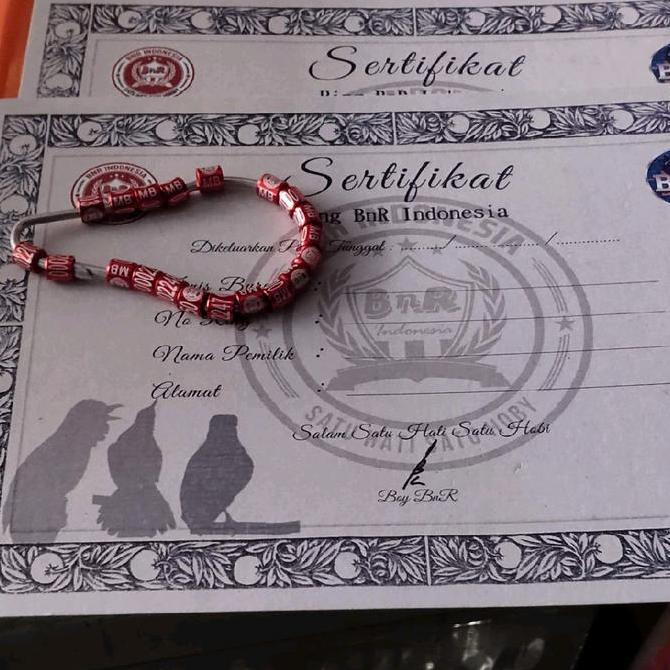 Bridwoi- Ring Bnr Burung Murai Plus Sertifikat Original