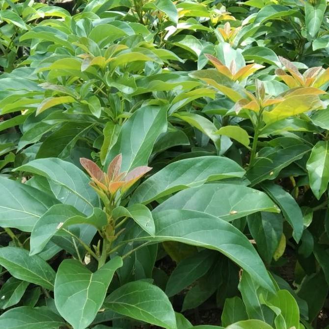 bibit alpukat miki 1 meter up