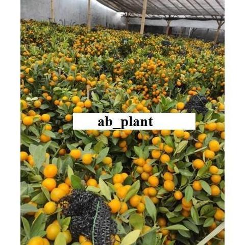 Bibit jeruk kimkit madu sudah berbuah super