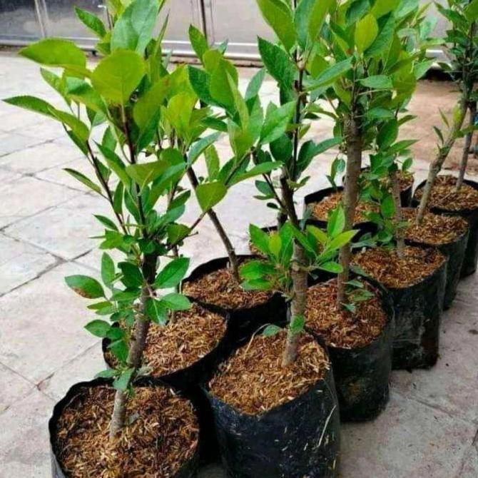 bibit apel merah fuji cangkok