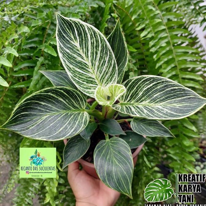 Flowpick- Tanaman Hias Philodendron Birkin - Philo Birkin Tanaman