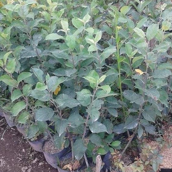 bibit apel malang hijau