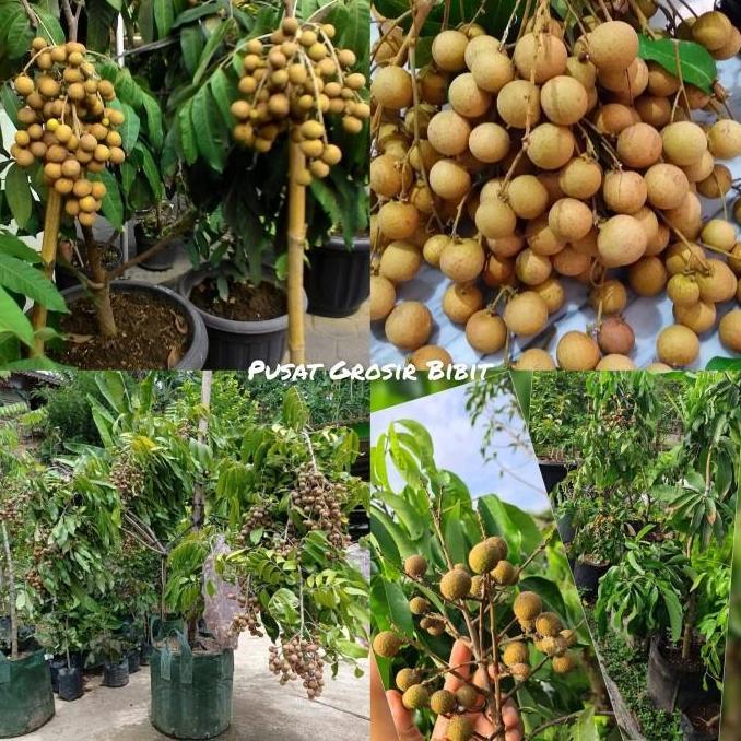 bibit kelengkeng itoh super