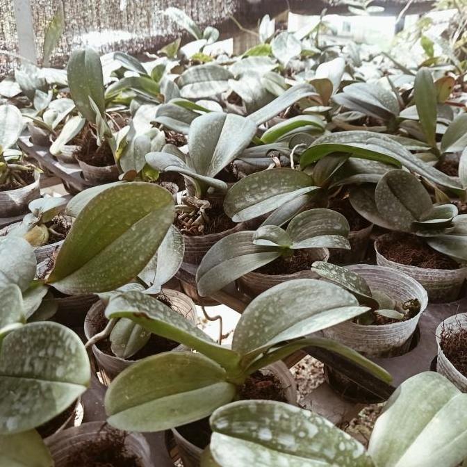 Remaja Anggrek Bulan Phalaenopsis Hybrid Warna Koleksi Bibit Bunga