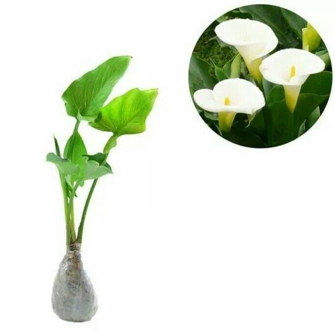 tanaman hias calla lily