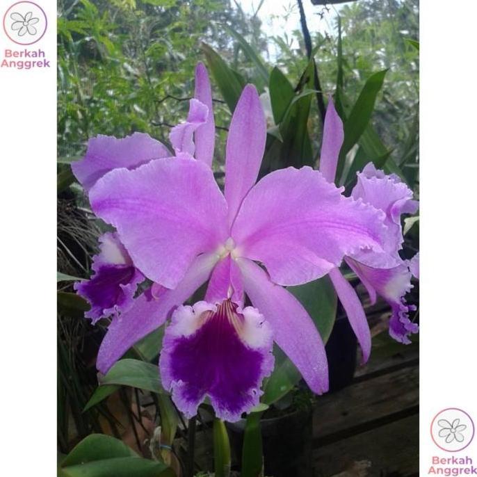 Seedling Cattleya Anggrek Cattleya