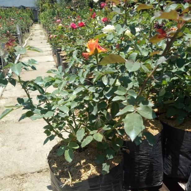 tanaman hias mawar holland indukan