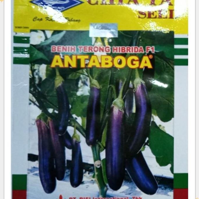 benih terong ungu antaboga 10 gram