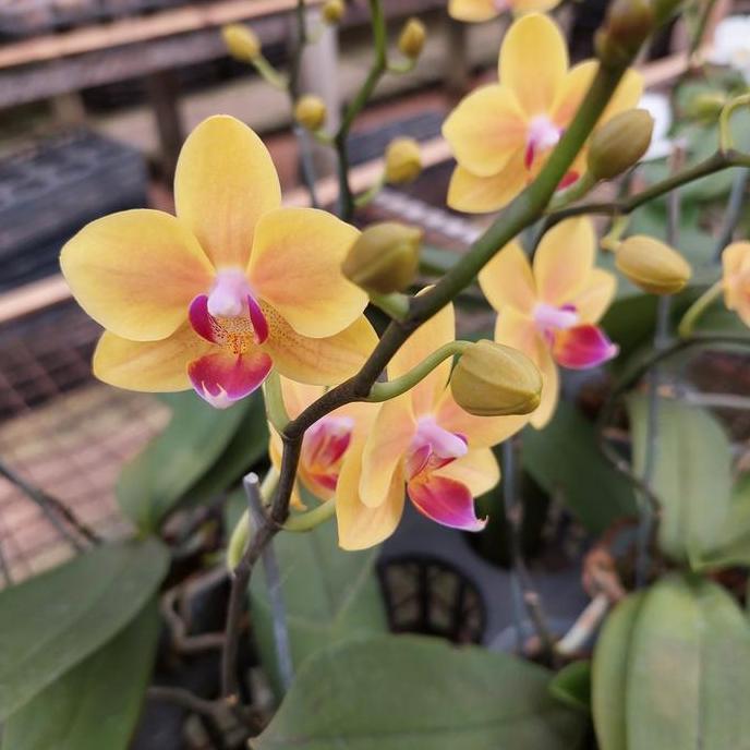 Anggrek Bulan Mini Bunga Kuning Lidah Merah