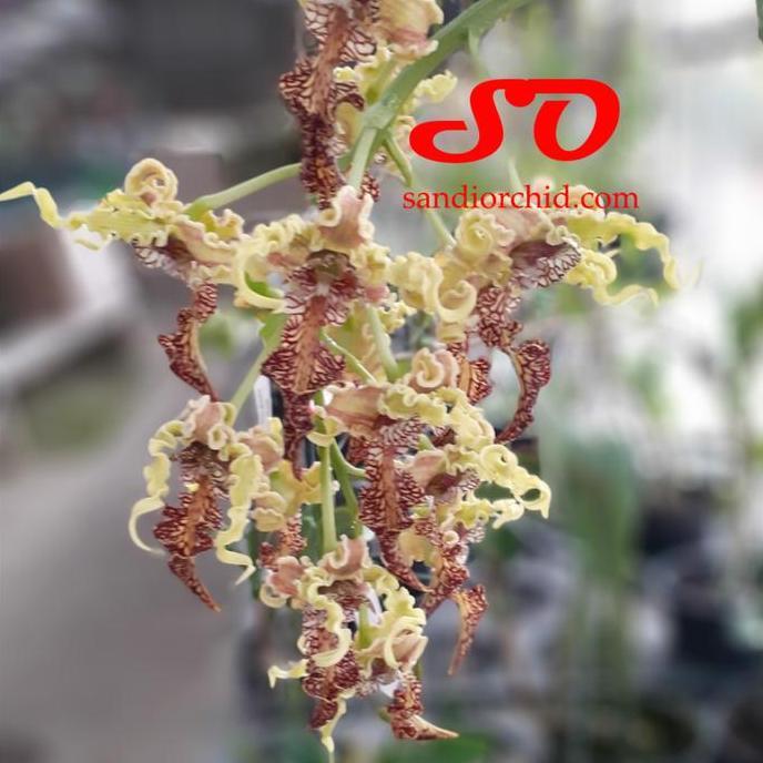 [ DEWASA ]  Dendrobium spectabile - Eksotis, Langka, dan Penuh Karakter