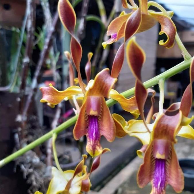 [ REMAJA ] Dendrobium lasianthera: Anggrek Keriting Eksotis dari Papua dengan Daya Tahan Tinggi