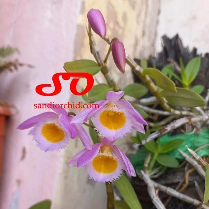[ DEWASA ] Dendrobium loddigesii - Anggrek Mini yang Wajib Dimiliki Pecinta Dendrobium