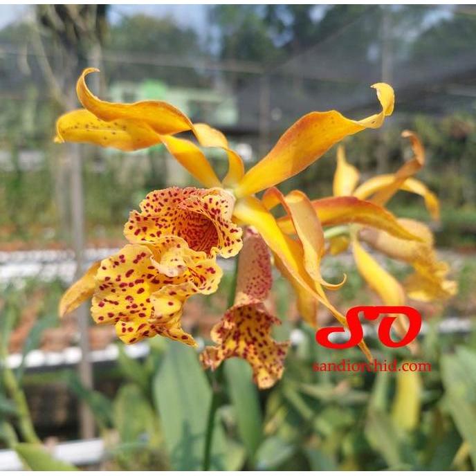 [ DEWASA ] Myrmecatavola Frances Fox - Anggrek Unik dengan Tangkai Bunga Ajaib