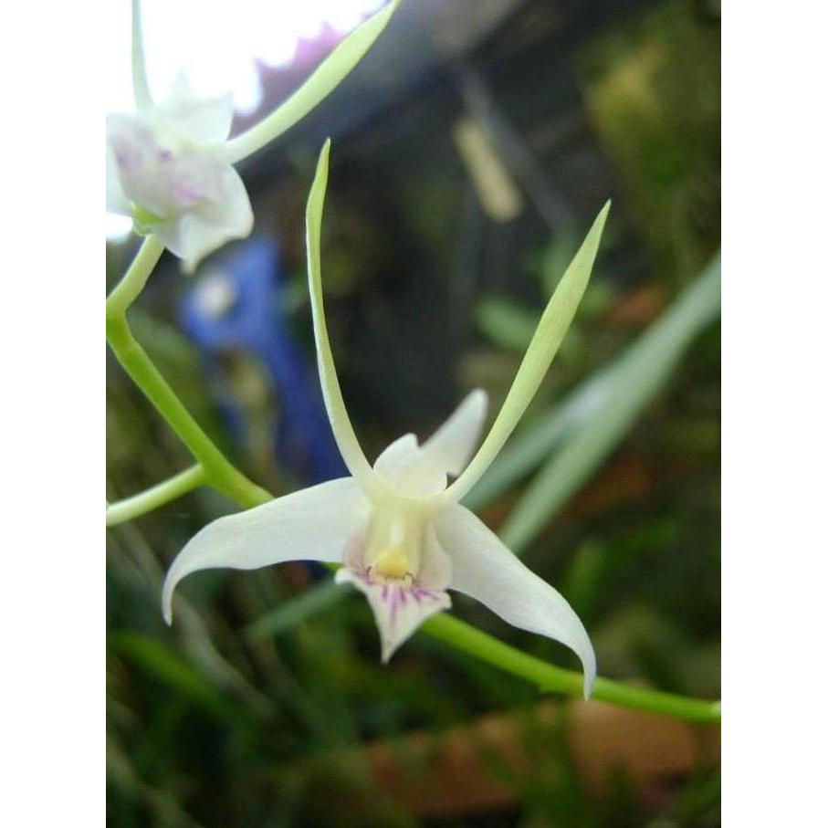 Seed/bibit Dendrobium antenatum