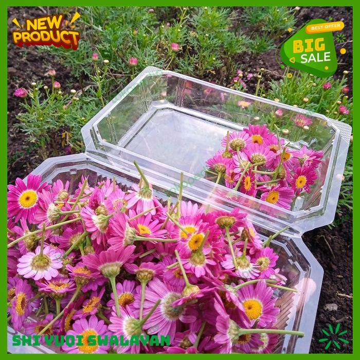 BUNGA DAISY EDIBLE FLOWER GARNIS MAKANAN HIASAN KUE BIJI BENIH TANAMAN EDIBLE BAHAN BERKUALITAS TING