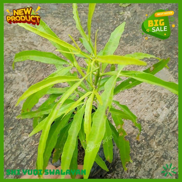 ZODIA TANAMAN ZODIA PENGUSIR NYAMUK BIJI BENIH TANAMAN ZODIA BEST PRODUK 