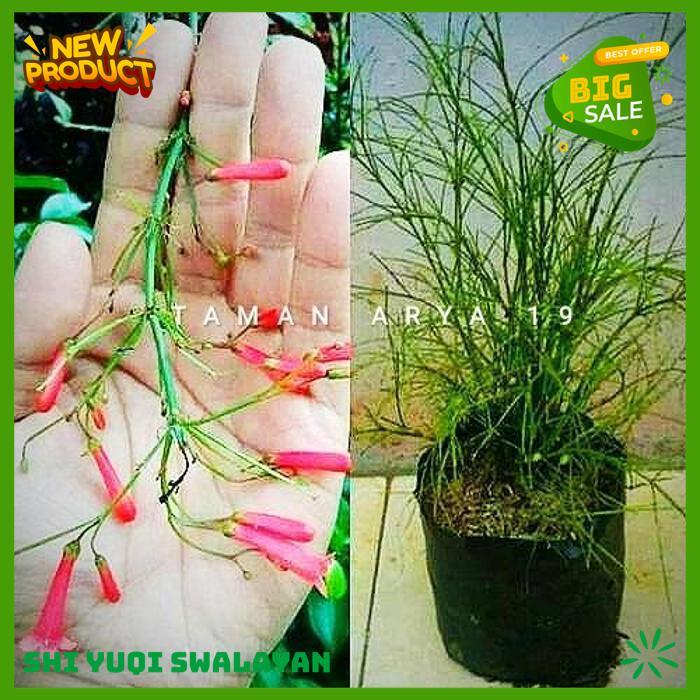 TANAMAN HIAS AIR MANCUR PETASAN BIJI BENIH TANAMAN AIR BEST PRODUK 