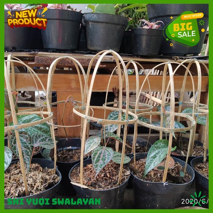 TANAMAN HERBAL SIRIH MERAH BIJI BENIH TANAMAN SIRIH HIGHT QUALITY 