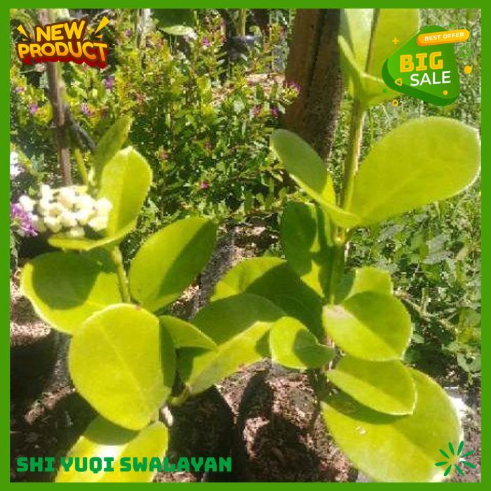 TANAMAN HIAS BUNGA MELATI HOYA BERBUNGA WANGI SEMERBAK BIJI BENIH TANAMAN BUNGA HIGHT CLASS 