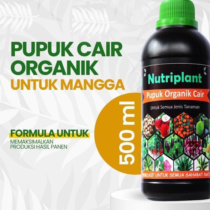 Pupuk Mangga | Pupuk Organik Cair Buah Mangga | Booster Mangga murah