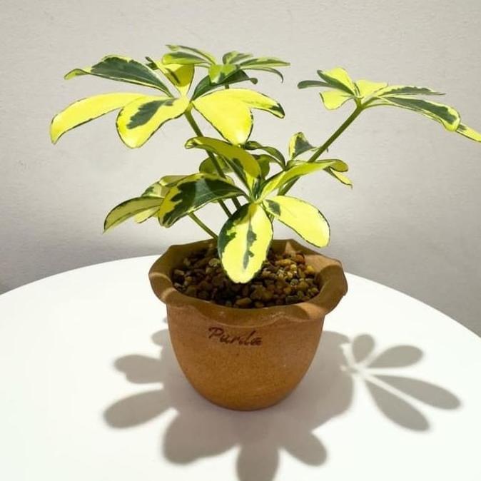 tanaman bonsai 1paket sudah jadi tinggal pajang murah murah